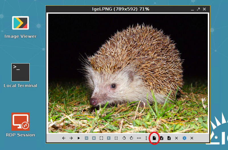 IgelBild.PNG
